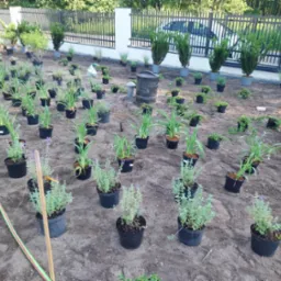 Przygotowanie do sadzenia roślin ozdobnych w czarnych doniczkach na ziemi, widoczne tujki w szarych donicach, czarne metalowe ogrodzenie i samochód w tle.