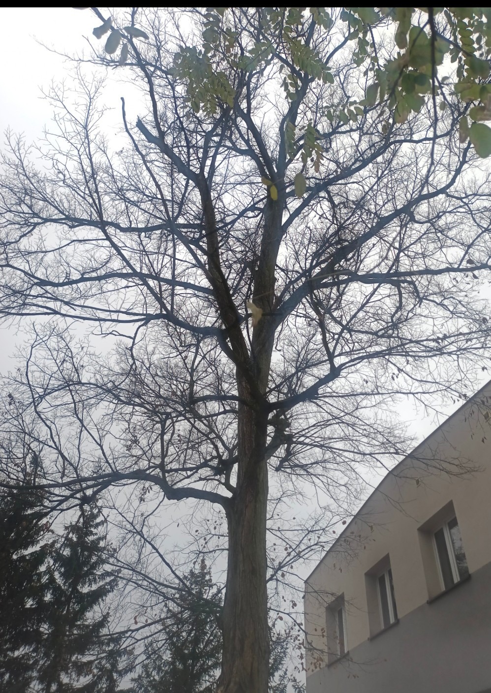 Wysokie drzewo z częściowo opadłymi liśćmi, widoczne na tle pochmurnego nieba i budynku z dwoma oknami.