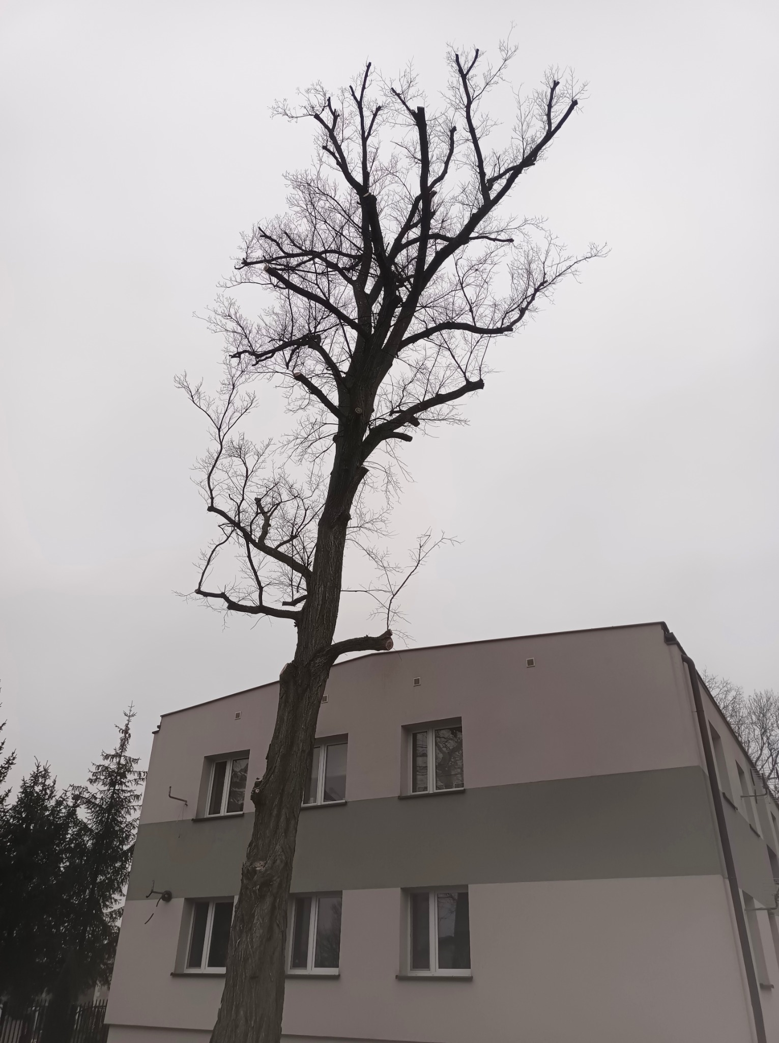 Przycięte drzewo bez liści przed budynkiem mieszkalnym w pochmurny dzień.