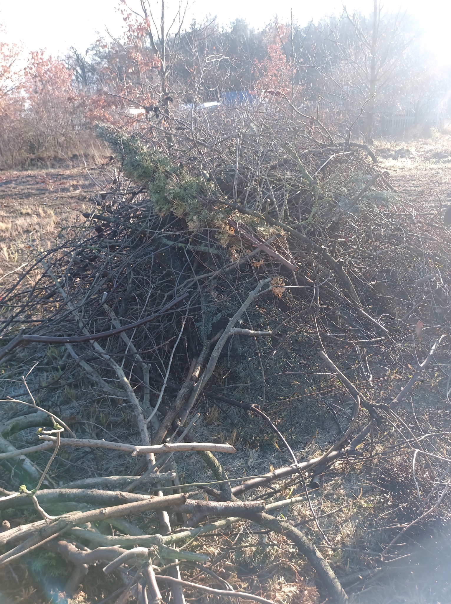 Stos gałęzi i ściętych drzew leżący na trawiastym terenie, z fragmentami igliwia widocznymi wśród suchych gałęzi, w tle drzewa bez liści i rozproszone światło słoneczne.