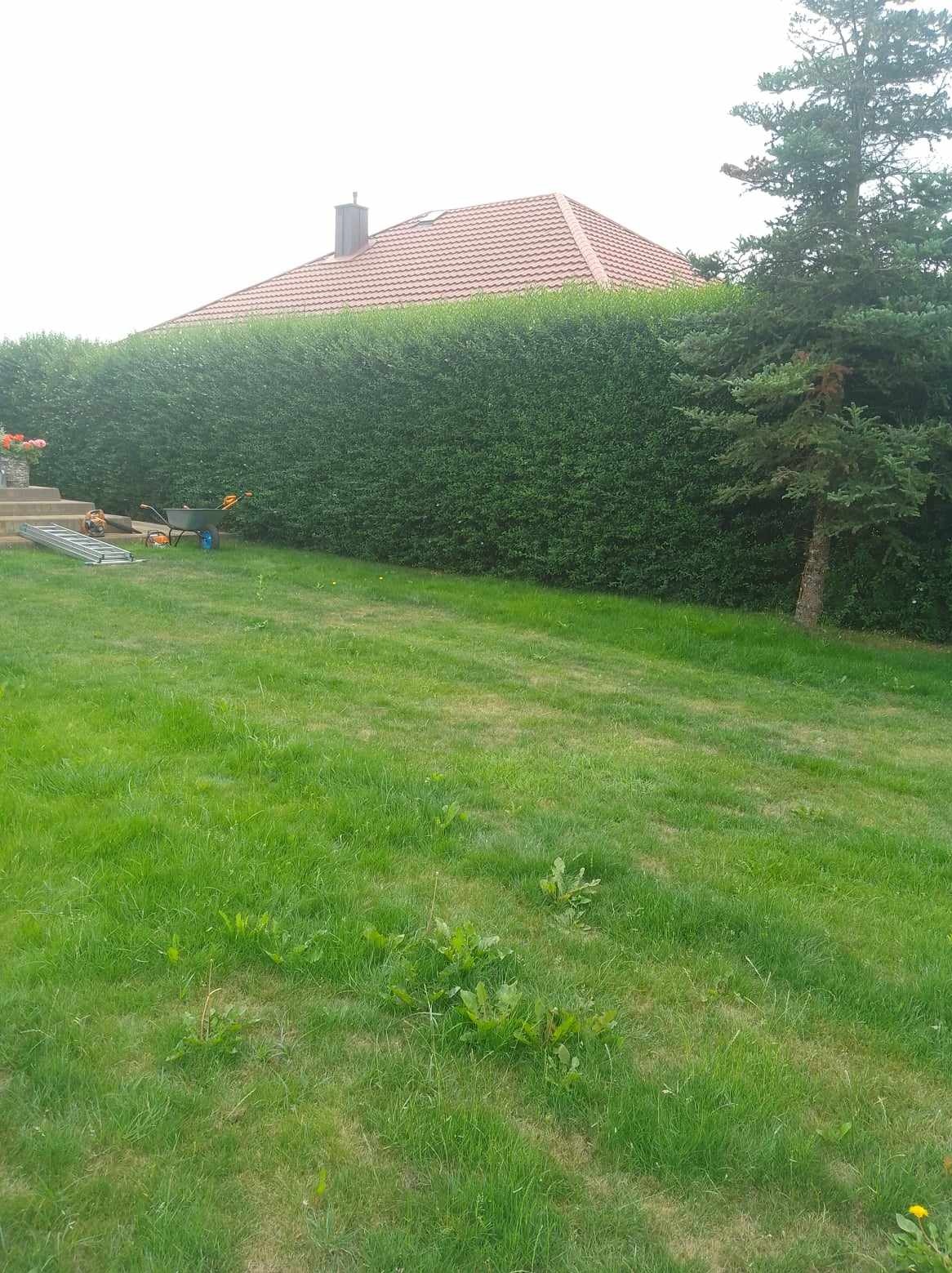 Długi, równo przycięty żywopłot z zielonych krzewów, częściowo zasłaniający dom z czerwoną dachówką; na trawniku widoczna taczka i drabina.