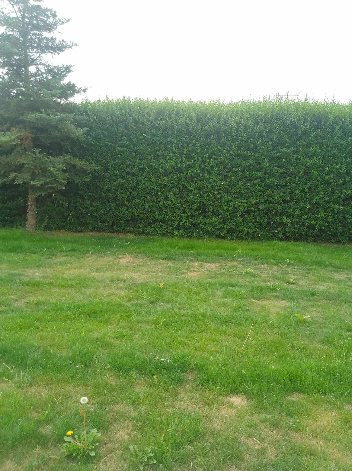 Wysoki, równo przycięty żywopłot z ciemnozielonych krzewów, obok młoda sosna, a na pierwszym planie trawnik z pojedynczymi mleczami.