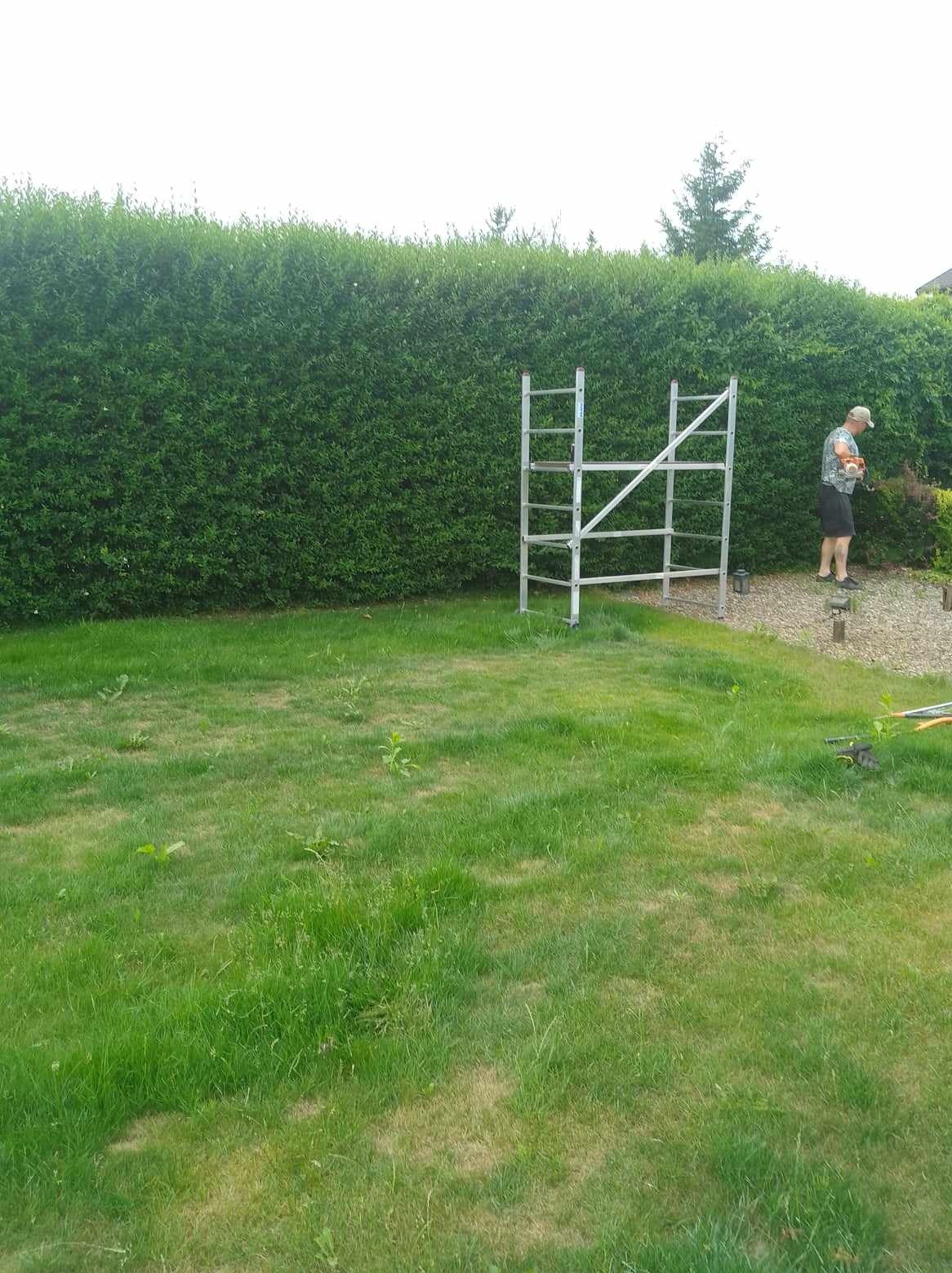 Mężczyzna przycina wysoki żywopłot za pomocą nożyc spalinowych, stojąc na kamiennej ścieżce, obok metalowego rusztowania na trawniku.