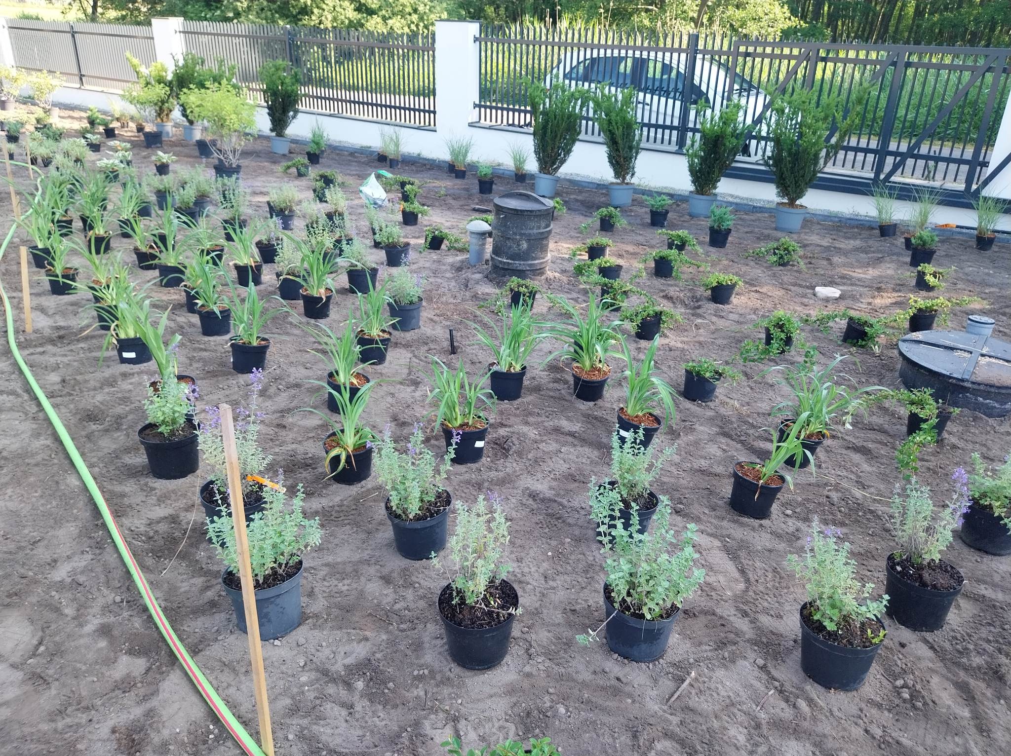 Przygotowanie do sadzenia roślin ozdobnych w czarnych doniczkach na ziemi, widoczne tujki w szarych donicach, czarne metalowe ogrodzenie i samochód w tle.