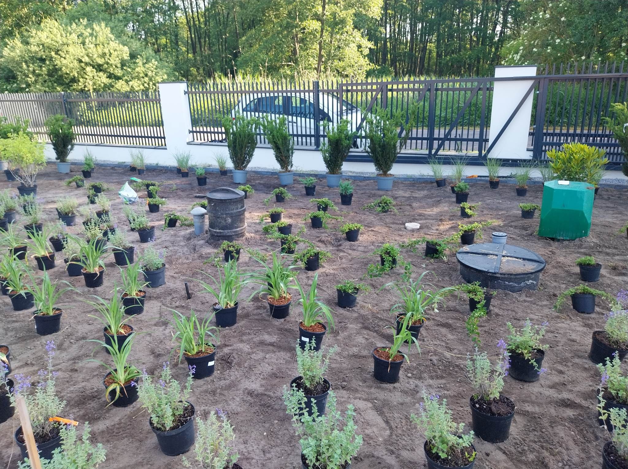 Przygotowany teren pod nasadzenia w ogrodzie, liczne sadzonki w czarnych doniczkach rozstawione na wyrównanej ziemi, widoczne studzienka kanalizacyjna, beczka na deszczówkę oraz ogrodzenie posesji...