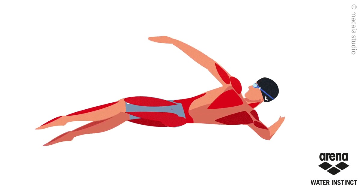 Ilustracja graficzna pływaka w trakcie wykonywania kraula, z zaznaczonymi mięśniami i logo Arena w prawym dolnym rogu.