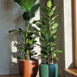 Dwie wysokie rośliny doniczkowe (strelicja i fikus) w dekoracyjnych, kolorowych donicach stoją w słonecznym kącie na parkiecie w jodełkę.