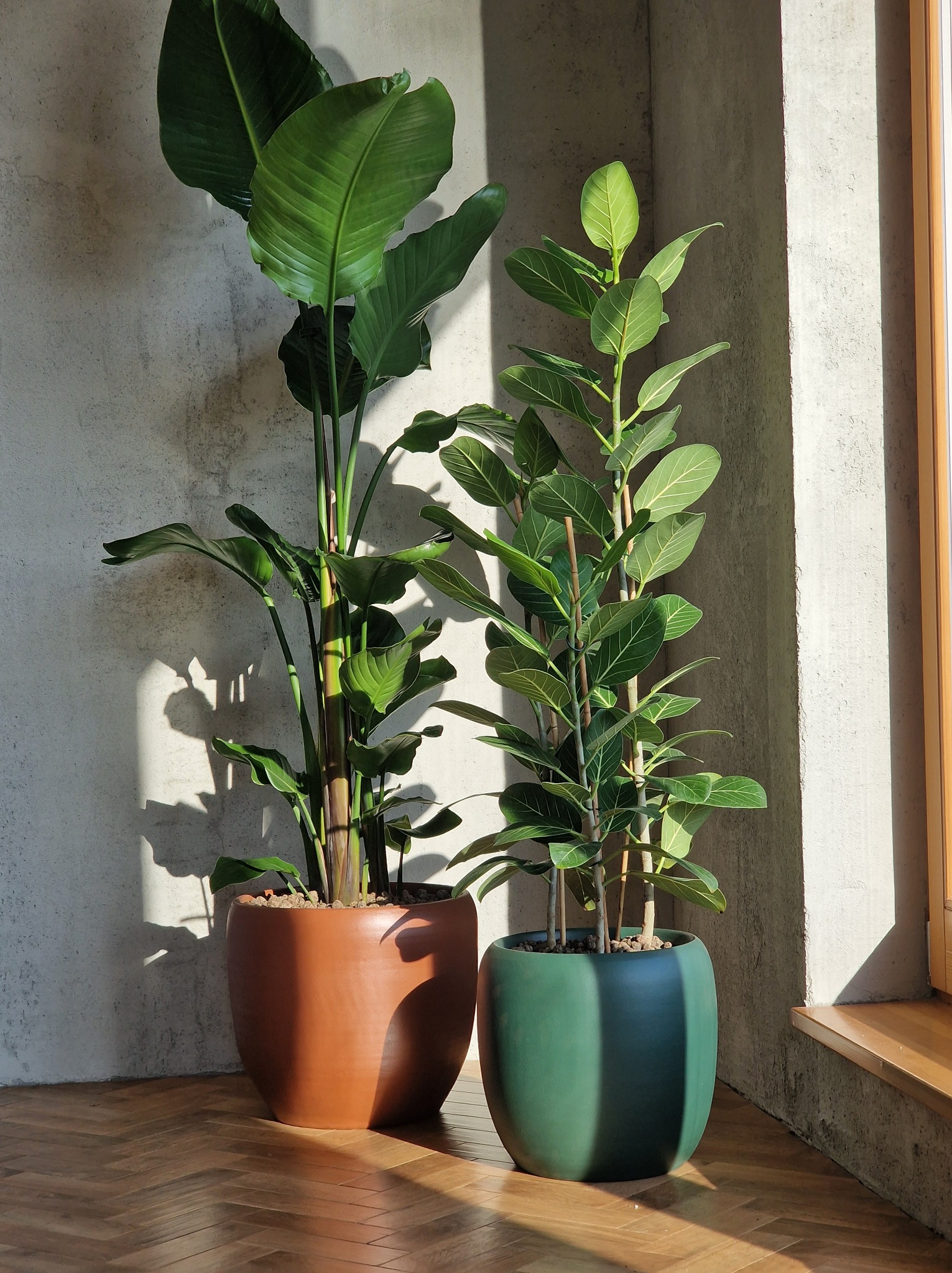 Dwie wysokie rośliny doniczkowe (strelicja i fikus) w dekoracyjnych, kolorowych donicach stoją w słonecznym kącie na parkiecie w jodełkę.