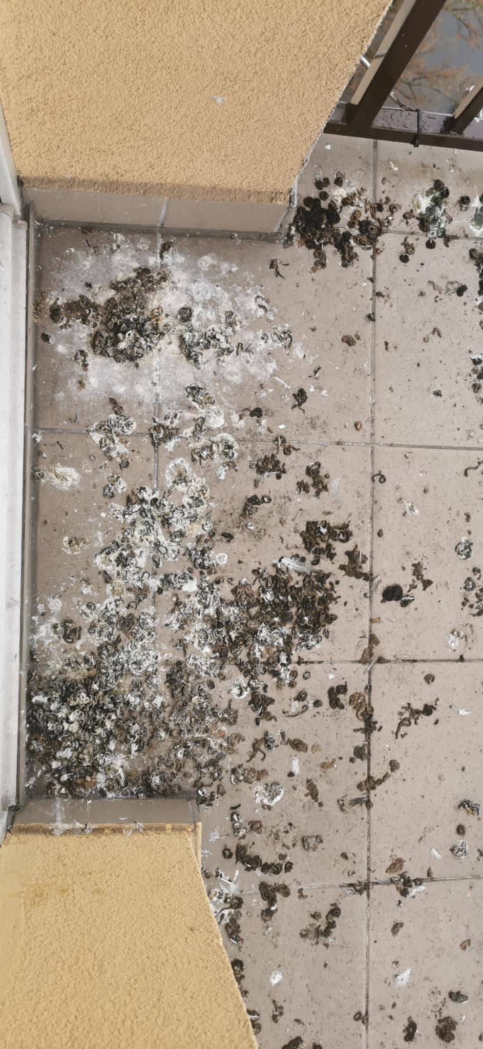 Zanieczyszczony ptasimi odchodami, jasny, kafelkowany balkon z widoczną teksturą ściany w tle.