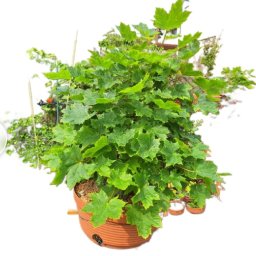 Bonsai to moje hobby, pomogę ukształtować Twoje drzewko ,krzew kwiatek