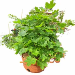 Bonsai to moje hobby, pomogę ukształtować Twoje drzewko ,krzew kwiatek