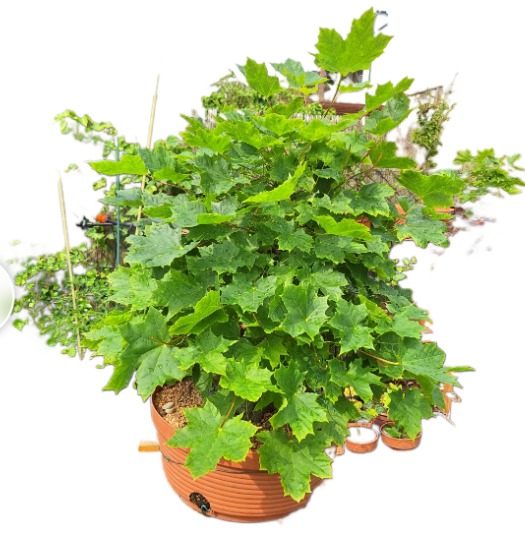 Bonsai to moje hobby, pomogę ukształtować Twoje drzewko ,krzew kwiatek