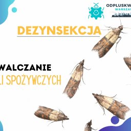 OdpluskwianieWarszawa.pl - Dezynsekcja Warszawa - Deratyzacja Warszawa - Zwalczanie karaluchów - Grafika reklamowa przedstawiająca zwalczanie moli spożywczych, z kilkoma brązowo-szarymi molami na białym tle z elementami graficznymi w kolorze niebieskim i logo firmy 'Odpluskwianie Warszawa'...