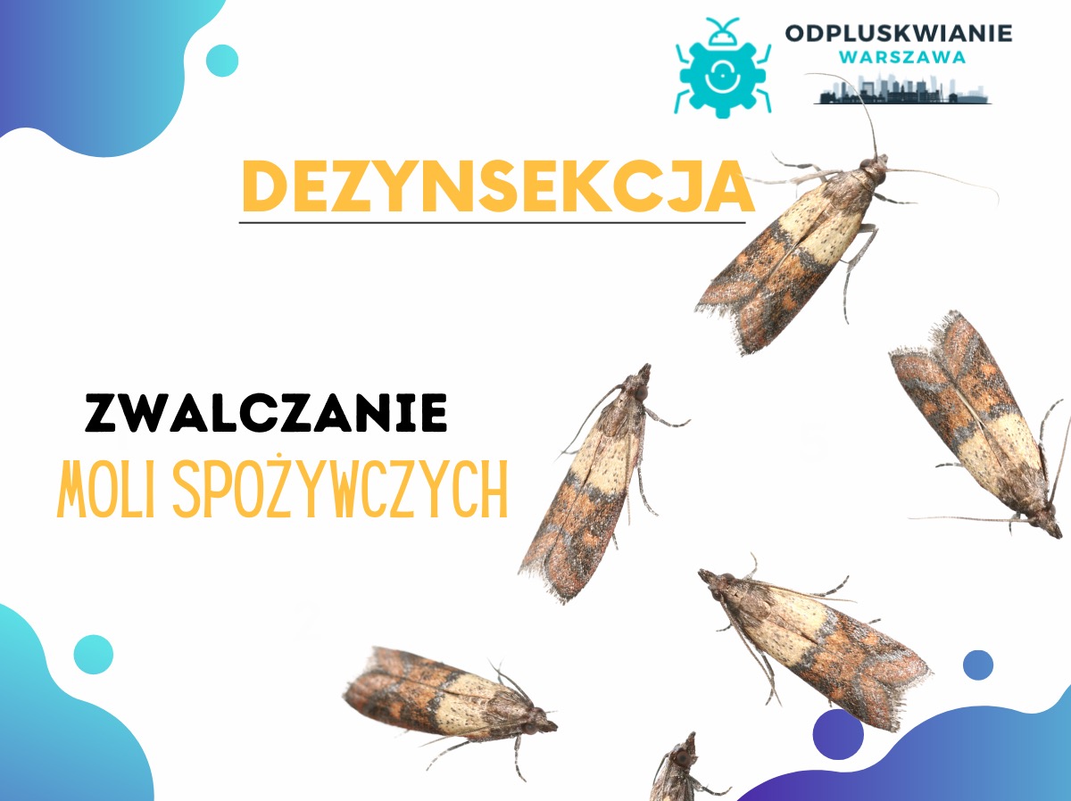 Grafika reklamowa przedstawiająca zwalczanie moli spożywczych, z kilkoma brązowo-szarymi molami na białym tle z elementami graficznymi w kolorze niebieskim i logo firmy 'Odpluskwianie Warszawa'...
