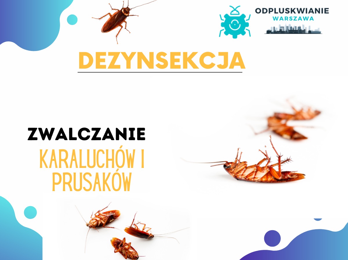 Grafika reklamowa dezynsekcji: karaluchy i prusaki na białym tle z napisem 'Dezynsekcja' i 'Zwalczanie karaluchów i prusaków', logo firmy Odpluskwianie Warszawa w prawym górnym rogu.