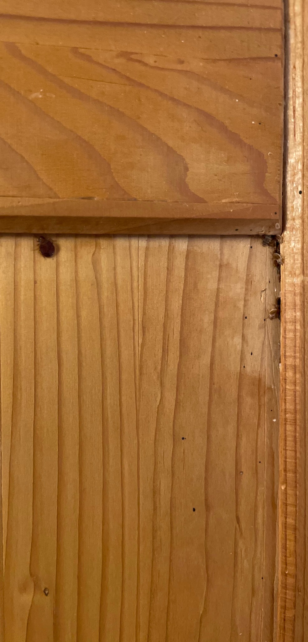 Drewniana powierzchnia z widocznymi śladami żerowania owadów, małe otwory i uszkodzenia struktury drewna. Widoczny insekt na powierzchni drewna.