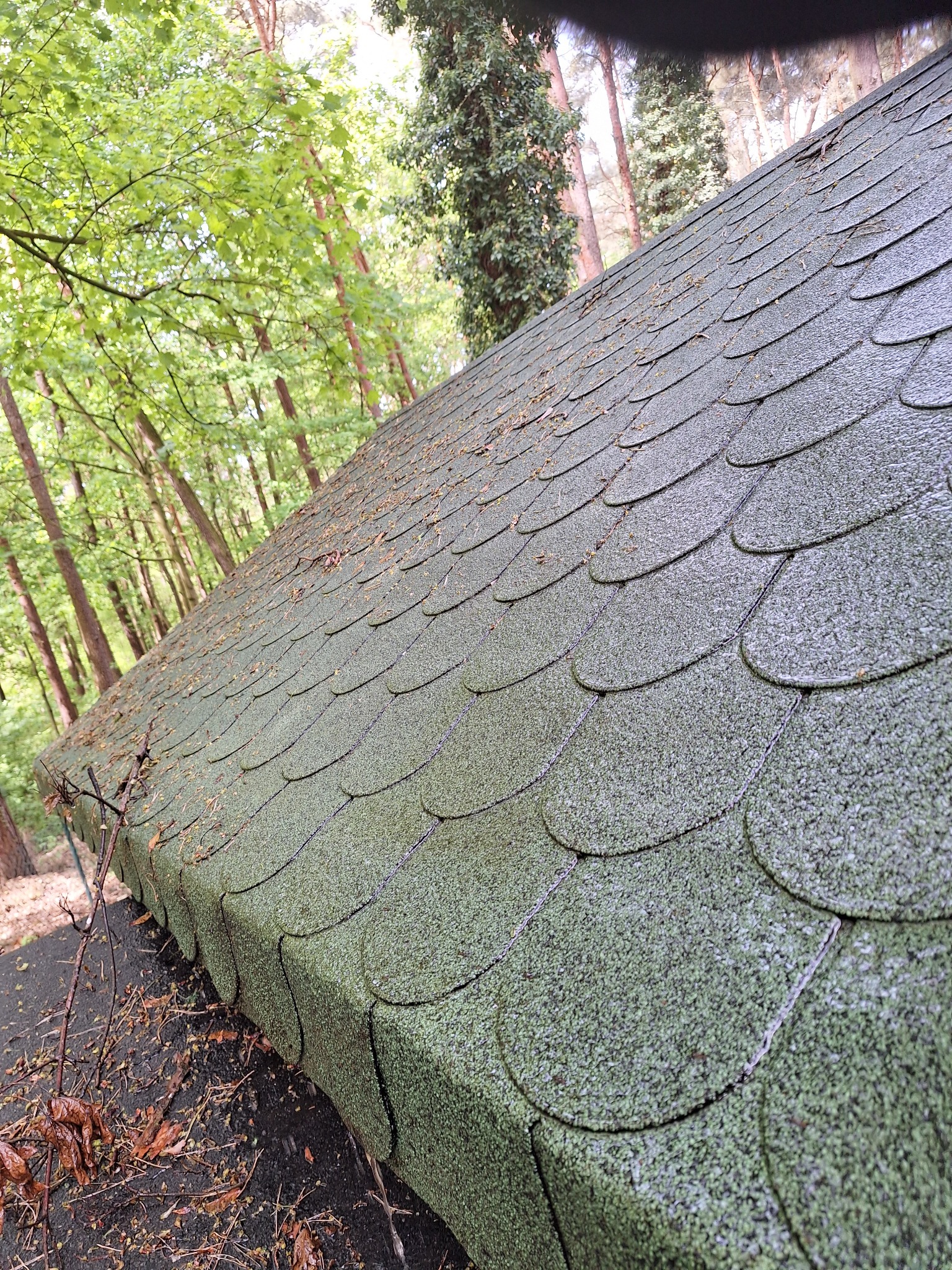 Zielony dach pokryty gontem bitumicznym, częściowo porośnięty mchem i zabrudzony liśćmi, na tle lasu. Kąt ujęcia z dołu, widoczne krawędzie dachu.