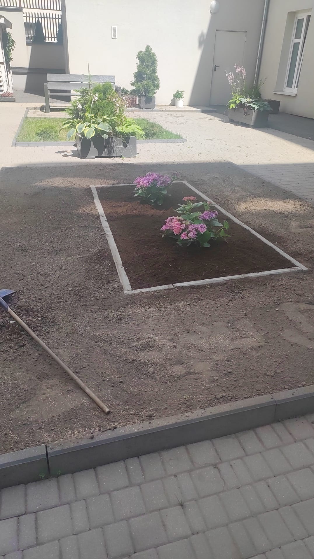 Rabata z posadzonymi różowymi hortensjami, obrzeże z jasnych betonowych płyt, w tle rośliny w donicach i budynek.