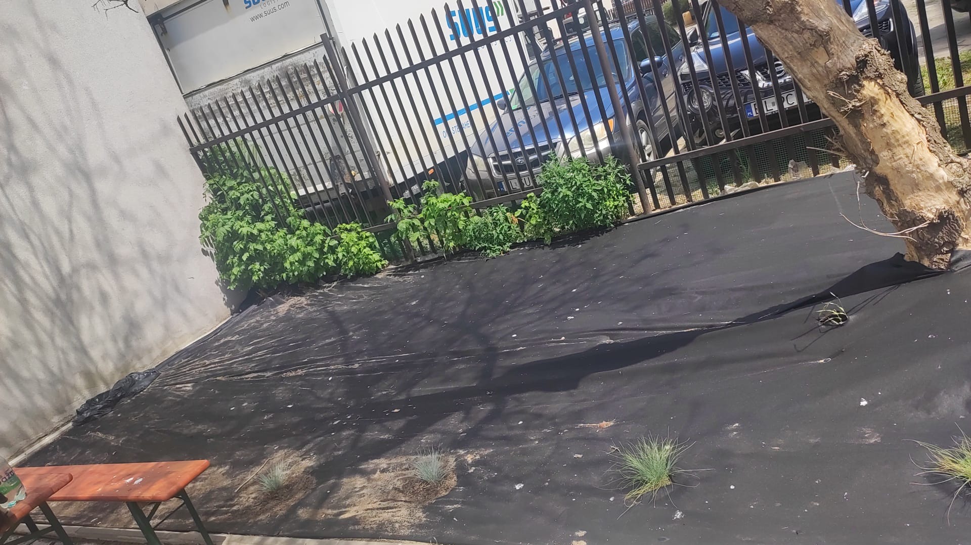 Czarna agrowłóknina rozłożona na ziemi przy ogrodzeniu i ścianie budynku, z posadzonymi kępkami trawy ozdobnej i krzewami, widoczne cienie drzew.