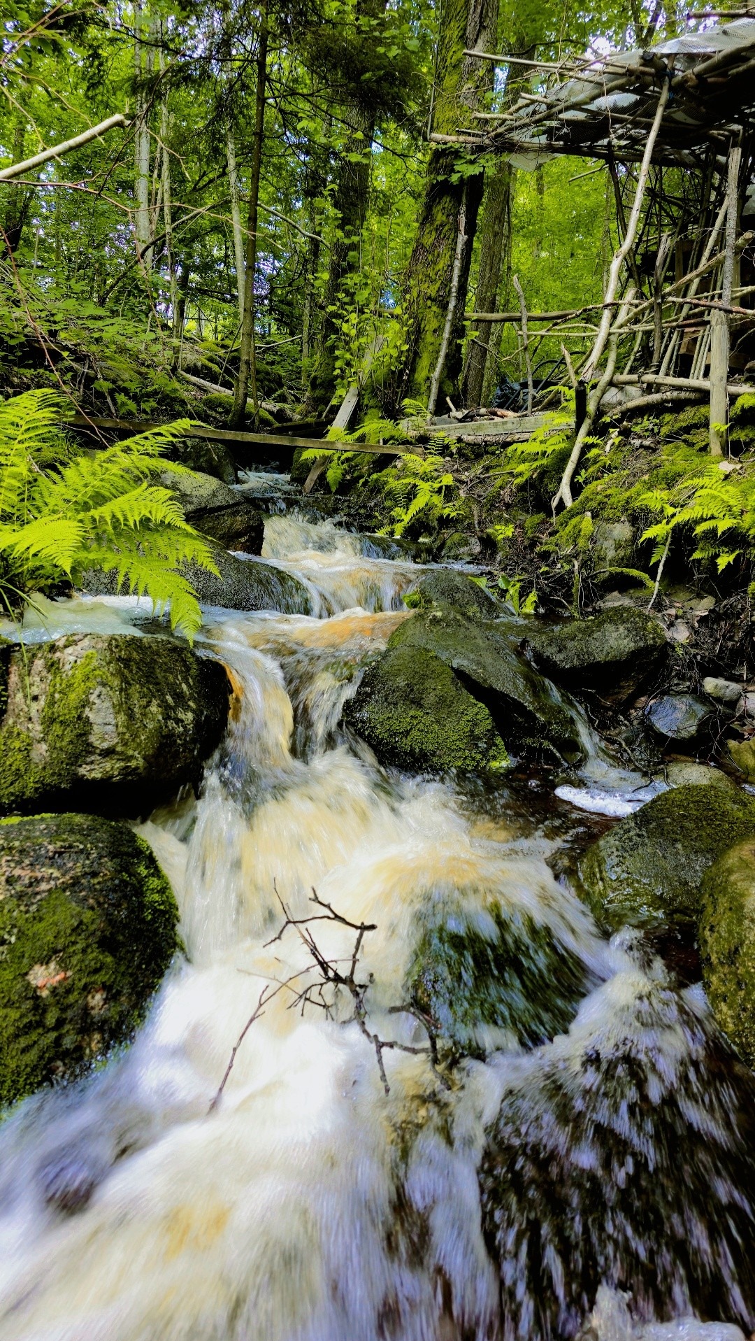 Bystry strumień przepływa przez zarośnięte mchem kamienie w lesie, w tle widoczna konstrukcja z gałęzi.