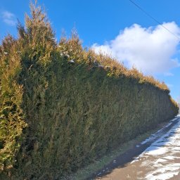 Wycinka drzew Skawina 2