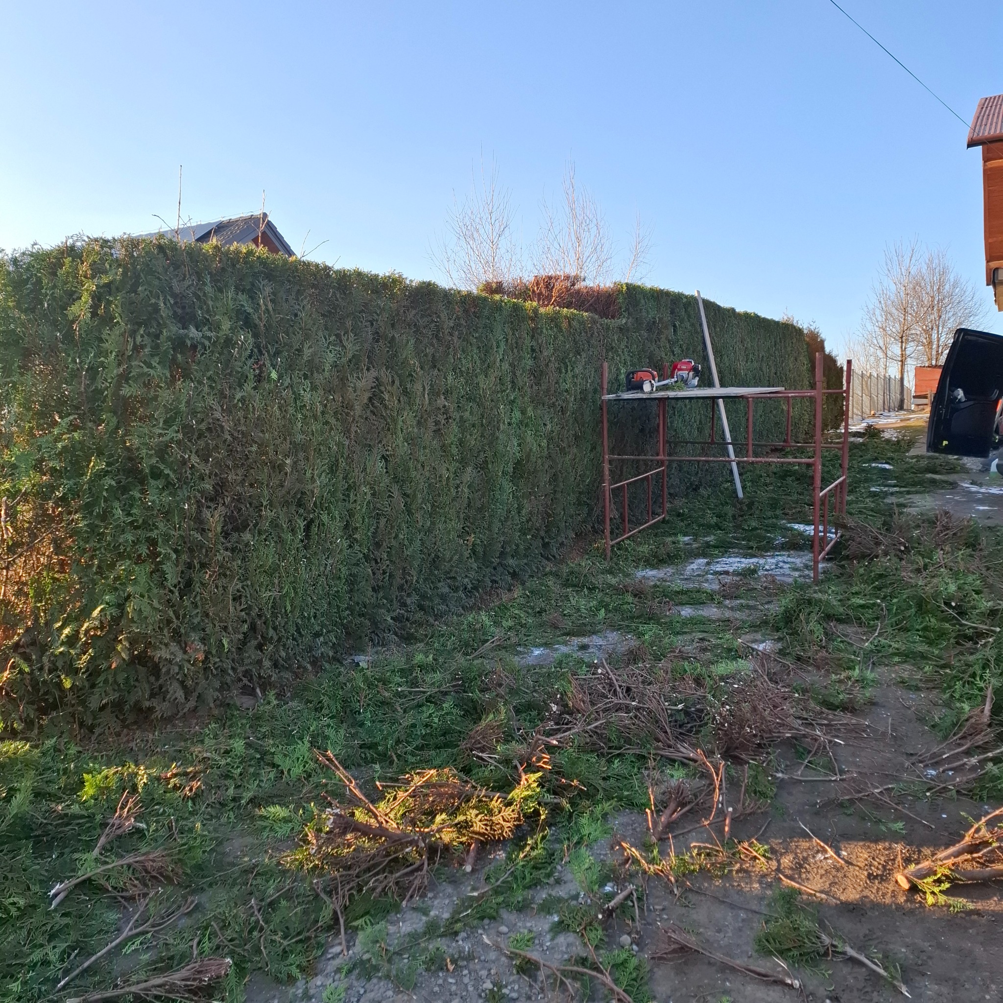 Długi, równo przycięty żywopłot z tui, z widocznymi gałęziami na ziemi, rusztowaniem i narzędziami do przycinania na nim, oraz samochodem w tle.