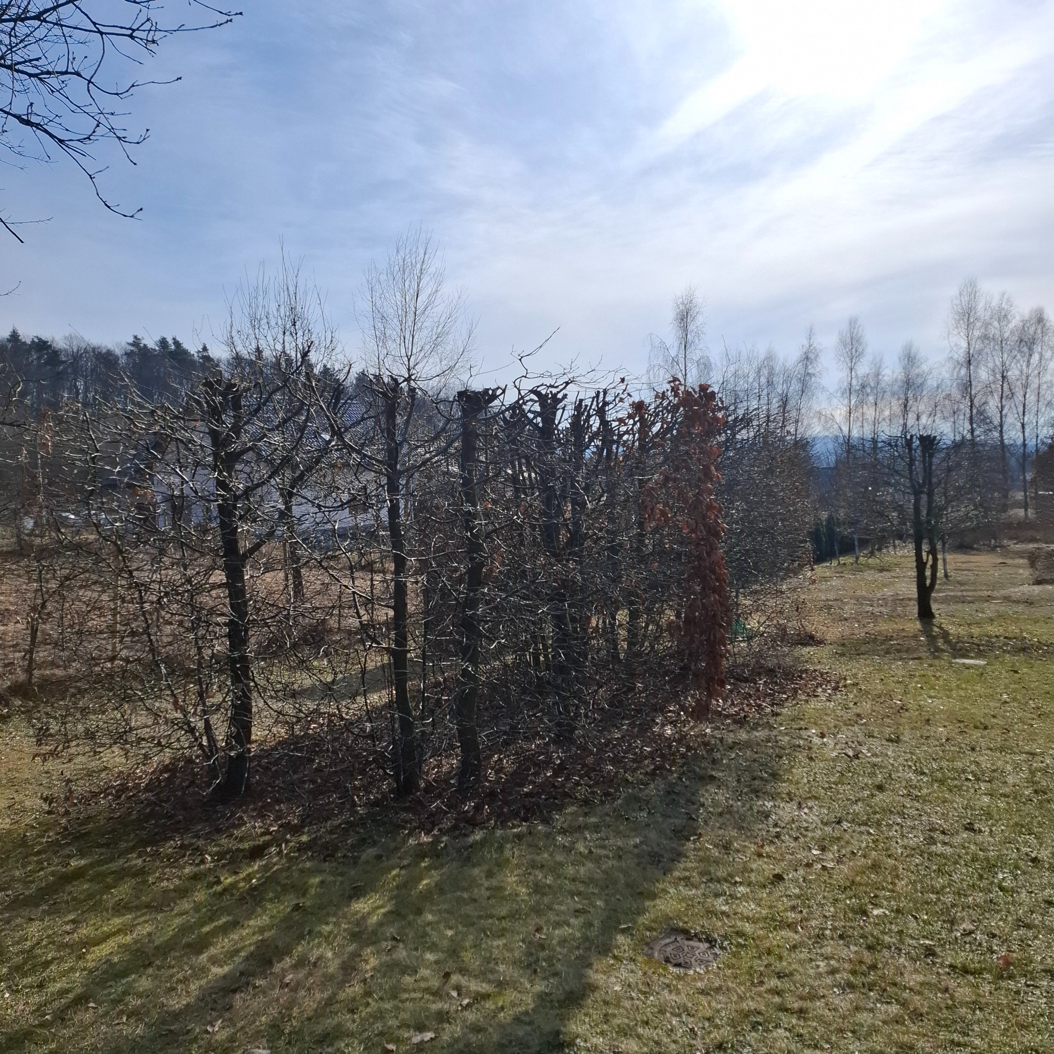 Rząd przyciętych drzew z widocznymi miejscami cięć, w tle drzewa i budynki, na pierwszym planie trawnik.