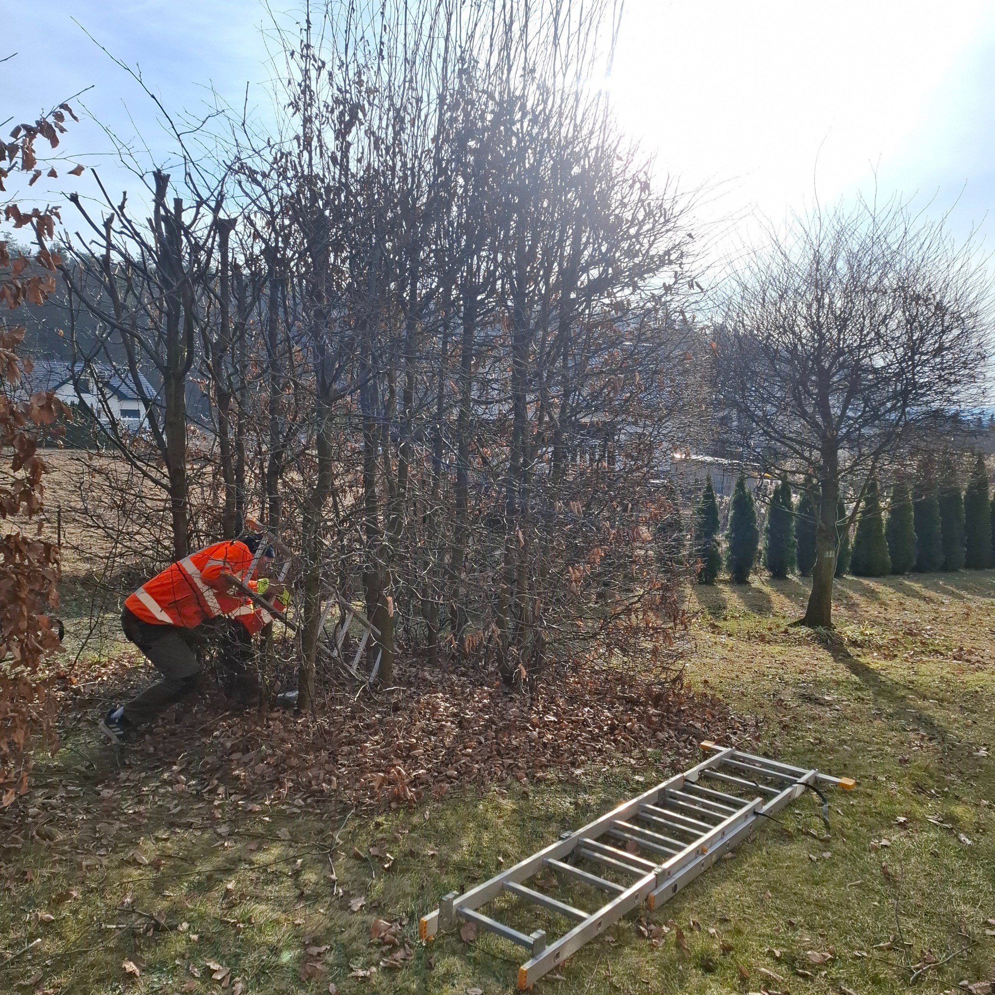 Mężczyzna w pomarańczowej kurtce roboczej przycina żywopłot za pomocą sekatora, na ziemi leżą opadłe liście i rozłożona aluminiowa drabina.