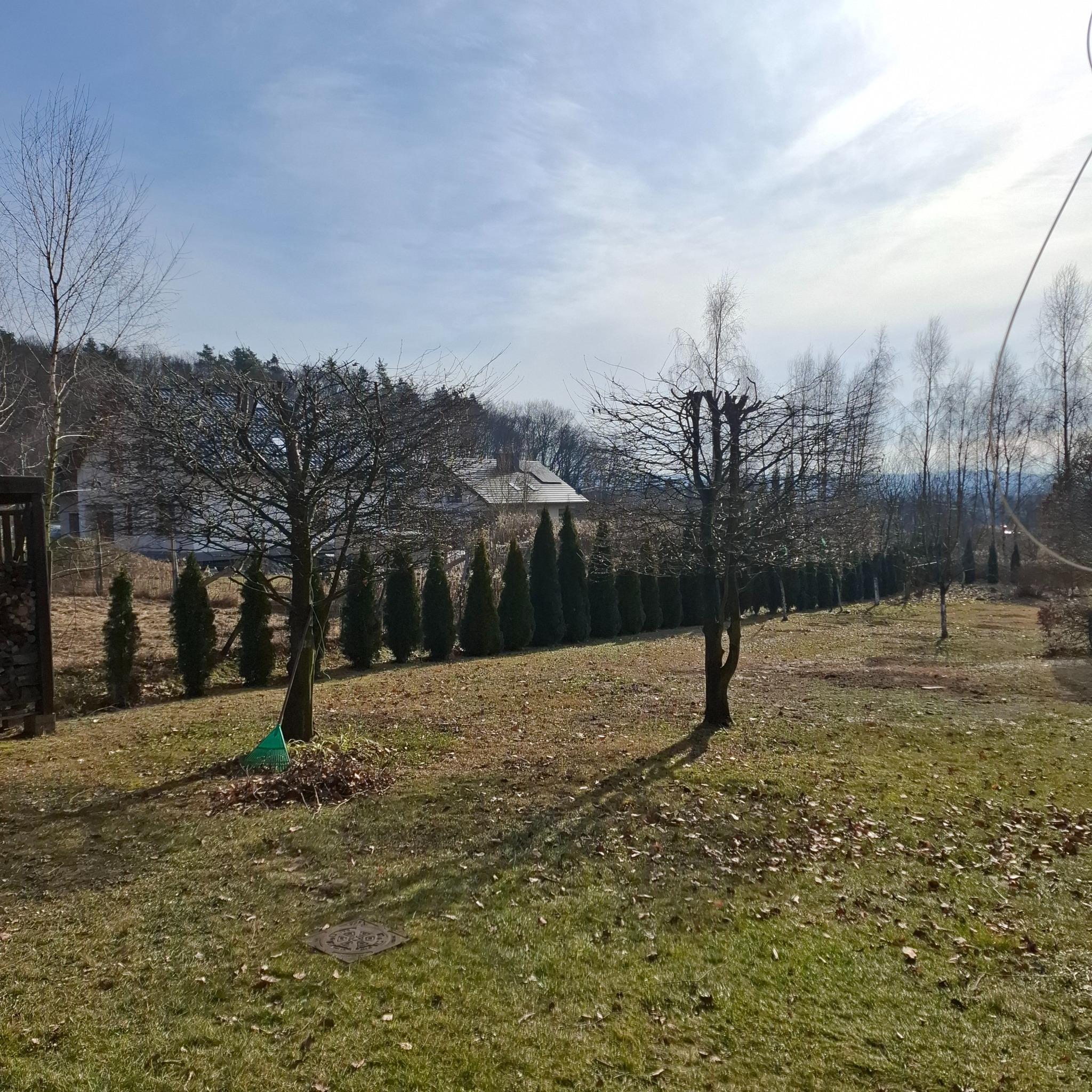 Jesienny widok na ogród z rzadko posadzonymi drzewami bez liści, rzędem wysokich krzewów iglastych i domem w tle, z zielonymi grabiami opartymi o pień drzewa.