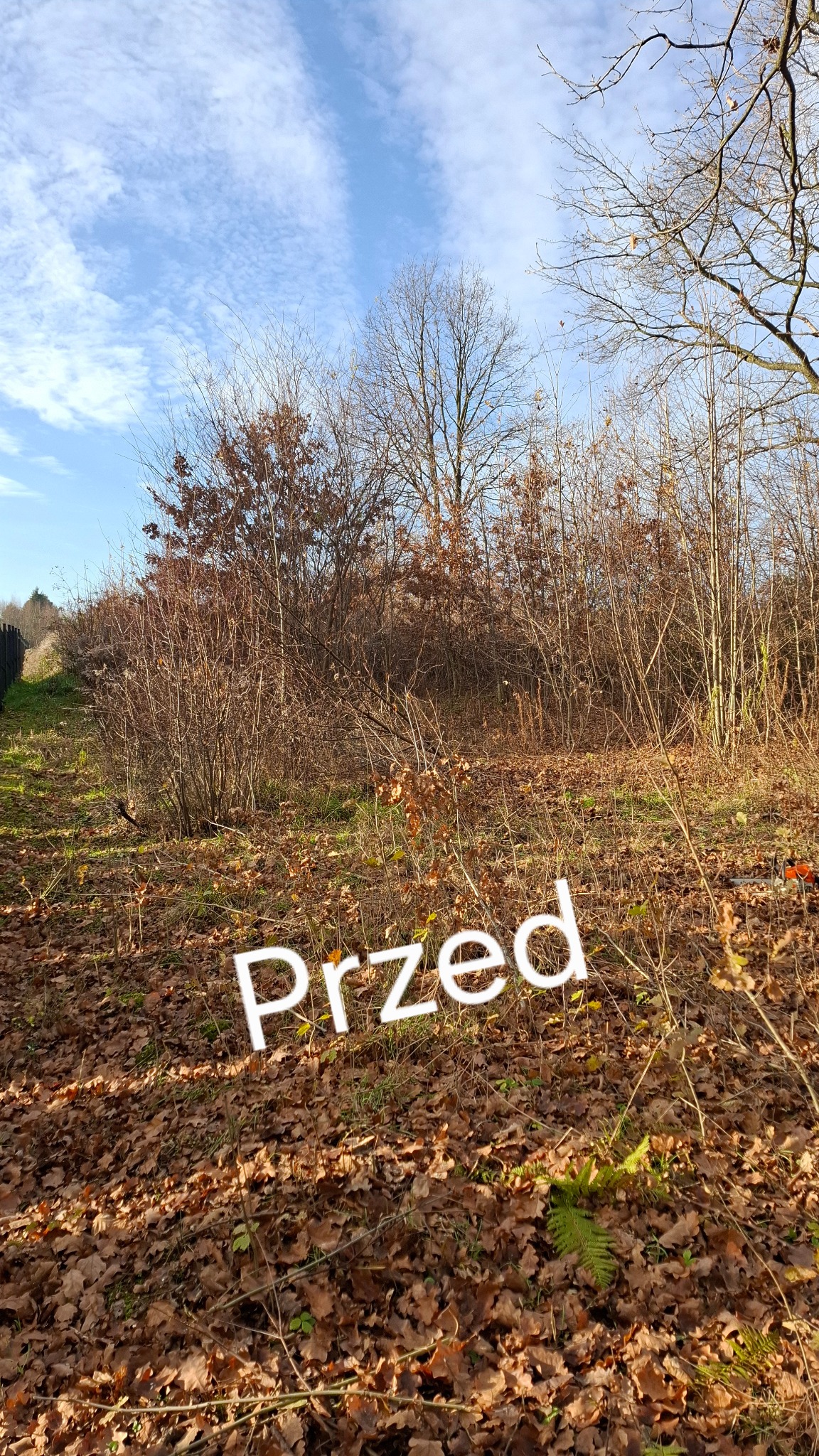 Teren porośnięty suchymi krzewami i opadłymi liśćmi, widok przed wycinką, błękitne niebo z delikatnymi chmurami w tle.
