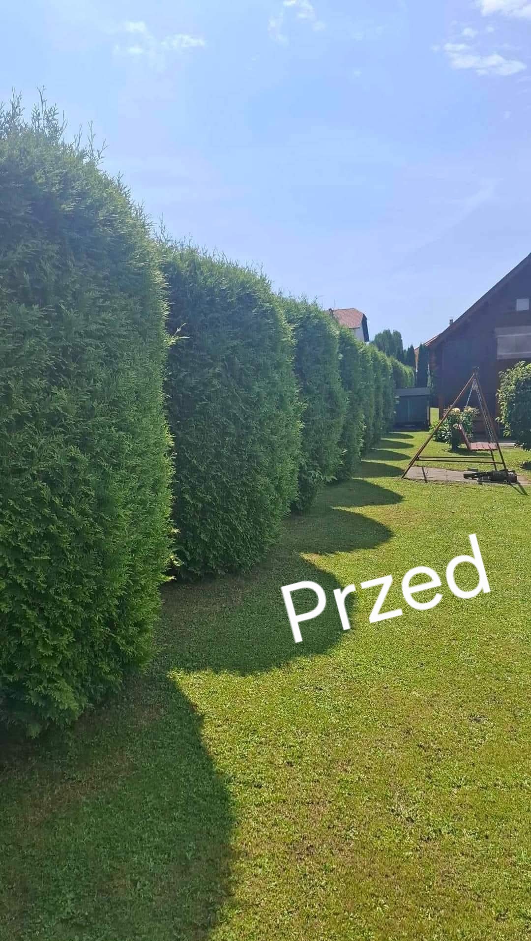 Równy szpaler gęstych, zielonych tui tworzący naturalny żywopłot wzdłuż trawnika, z huśtawką i budynkiem w tle, oświetlony jasnym, letnim słońcem.