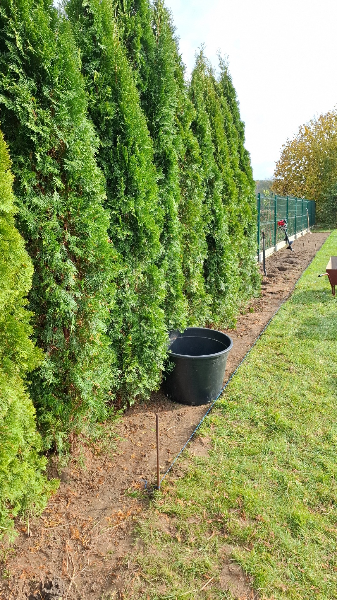 Rząd gęsto posadzonych tuj szmaragdowych wzdłuż ogrodzenia, z przygotowanym pasem ziemi, czarną donicą i narzędziami ogrodniczymi w tle, sugerujący proces tworzenia żywopłotu.