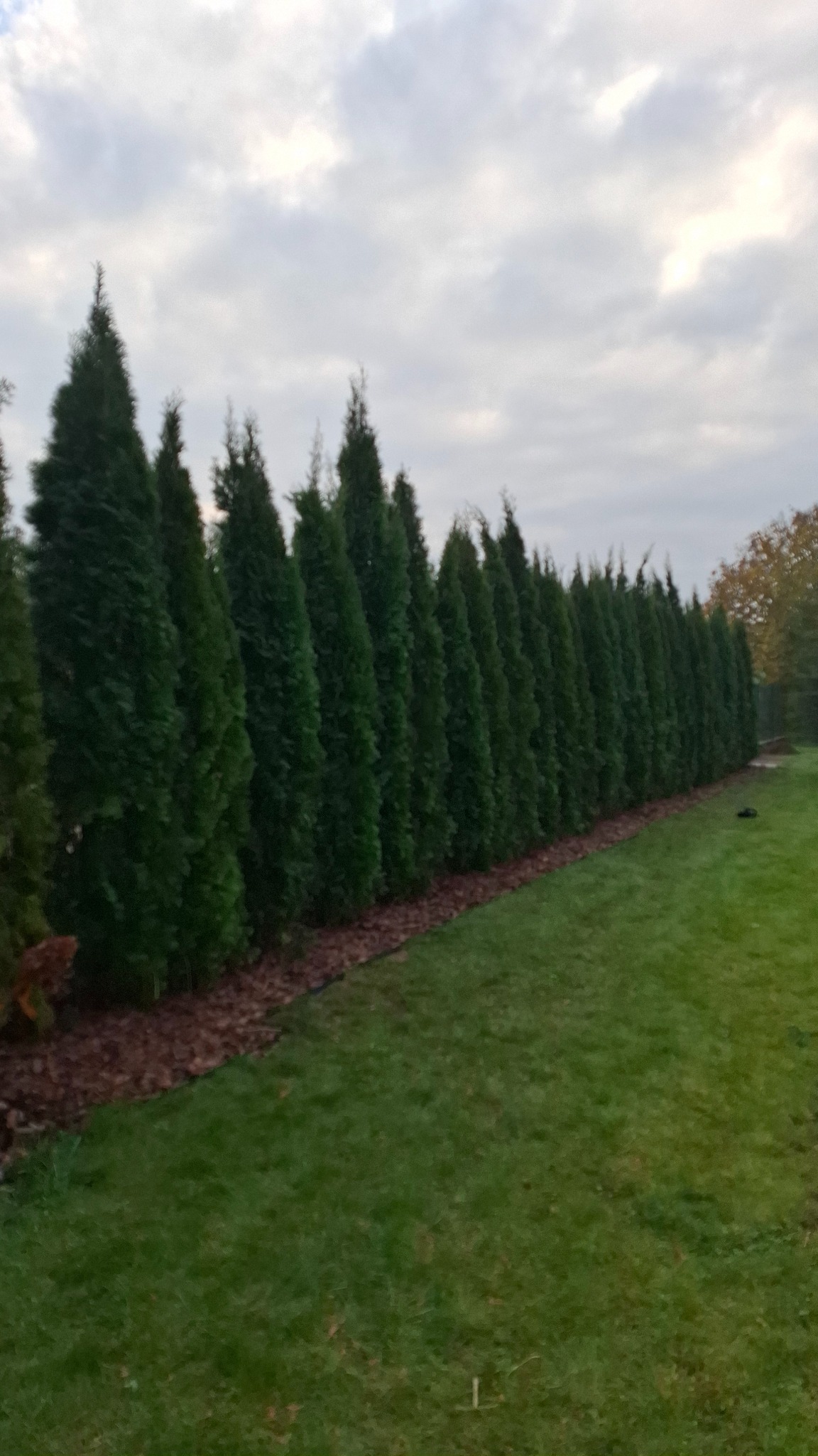 Szpaler gęsto posadzonych, wysokich, zielonych tuj, oddzielających trawnik od dalszej części posesji, podsypanych korą, pod pochmurnym niebem.