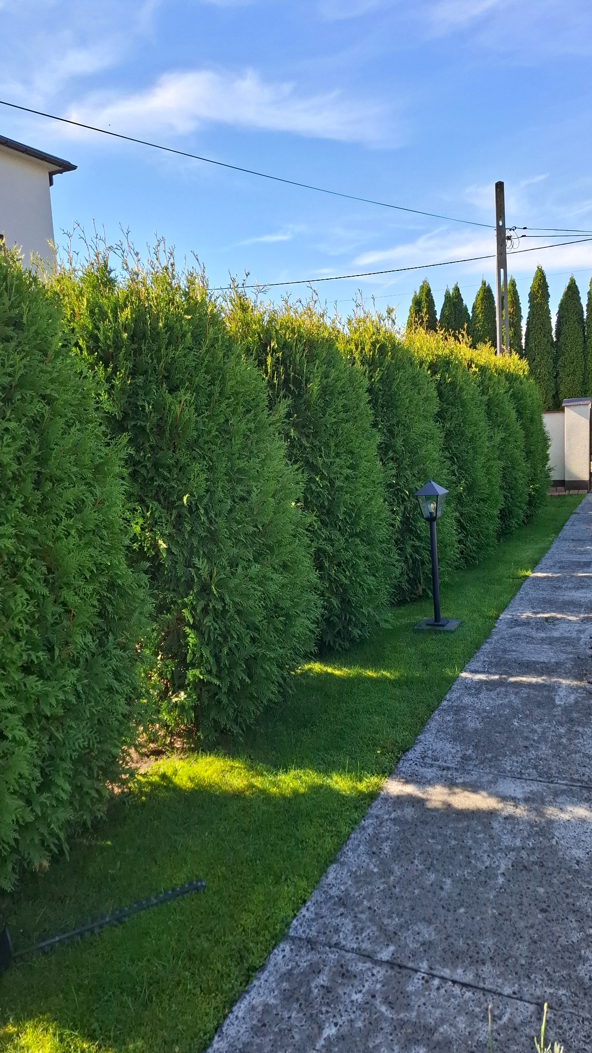 Równy szpaler żywotników zachodnich (Thuja occidentalis) przyciętych w kulisty kształt, z lampą ogrodową i ścieżką z betonowych płyt.