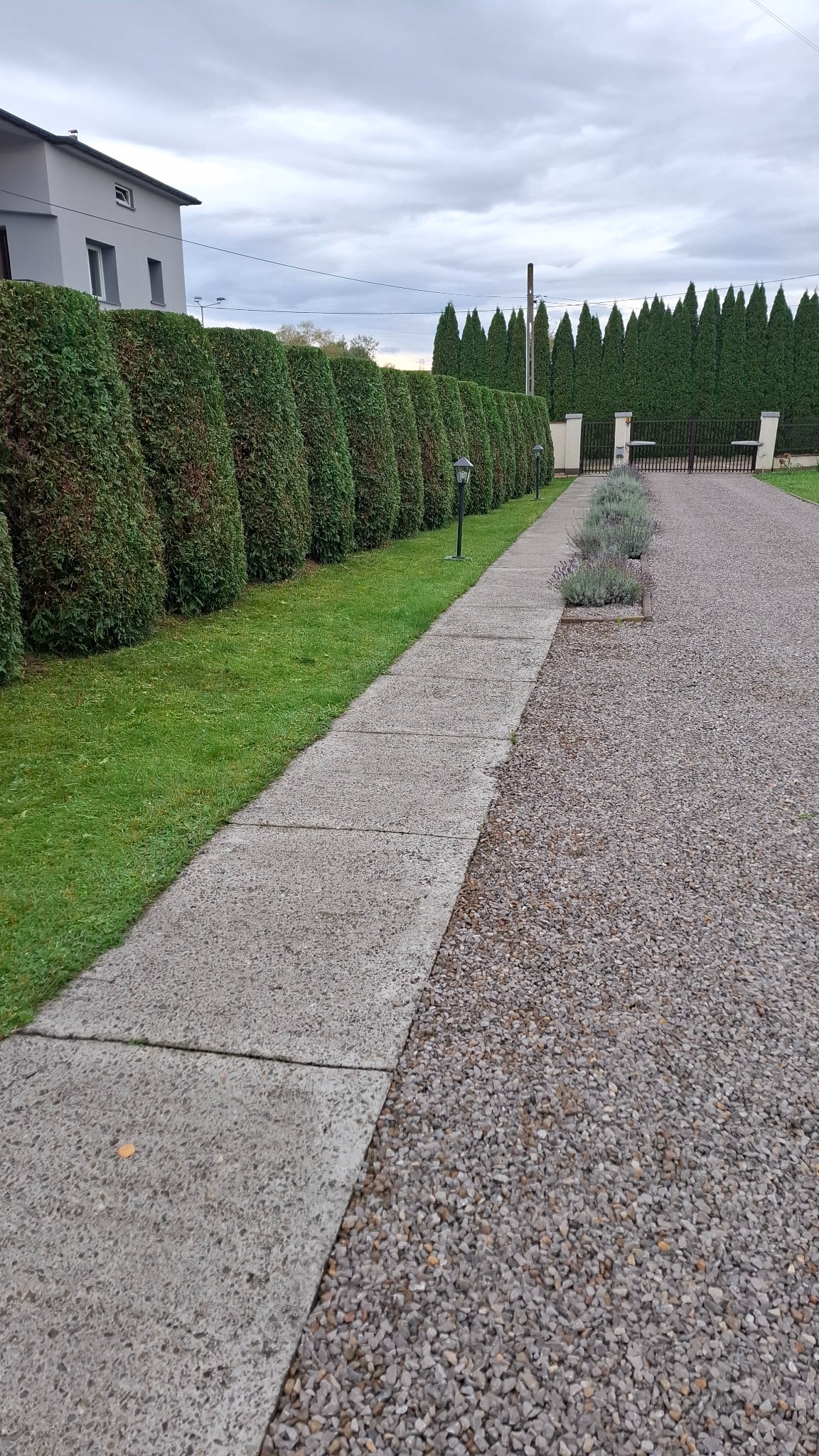 Długa, równo przycięta aleja tuj szmaragdowych wzdłuż chodnika i żwirowej drogi w kierunku bramy wjazdowej, z widocznym fragmentem domu i pochmurnym niebem.