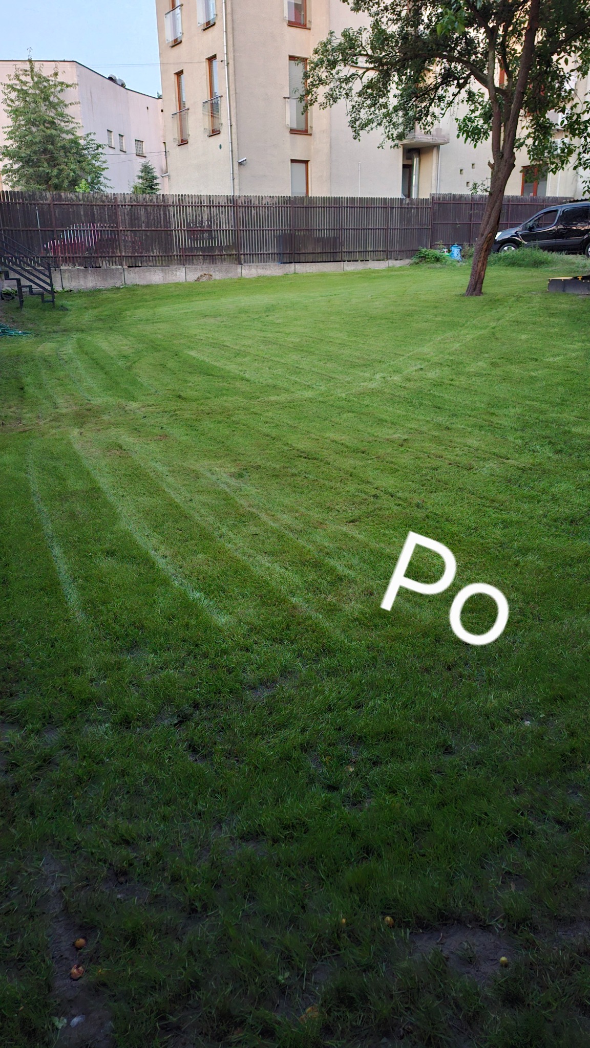 Świeżo skoszony trawnik z widocznymi pasami, drzewo w prawym górnym rogu, w tle budynek mieszkalny i drewniany płot, zaparkowany samochód.