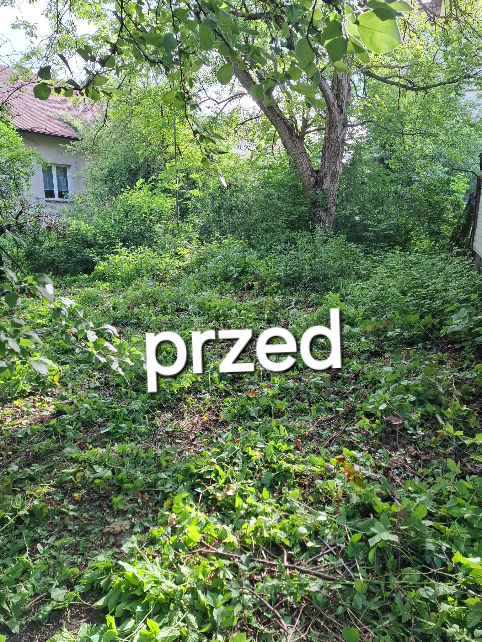 Zarośnięty ogród z dużą ilością chwastów i gałęzi przed rozpoczęciem prac porządkowych, widoczny fragment domu w tle.