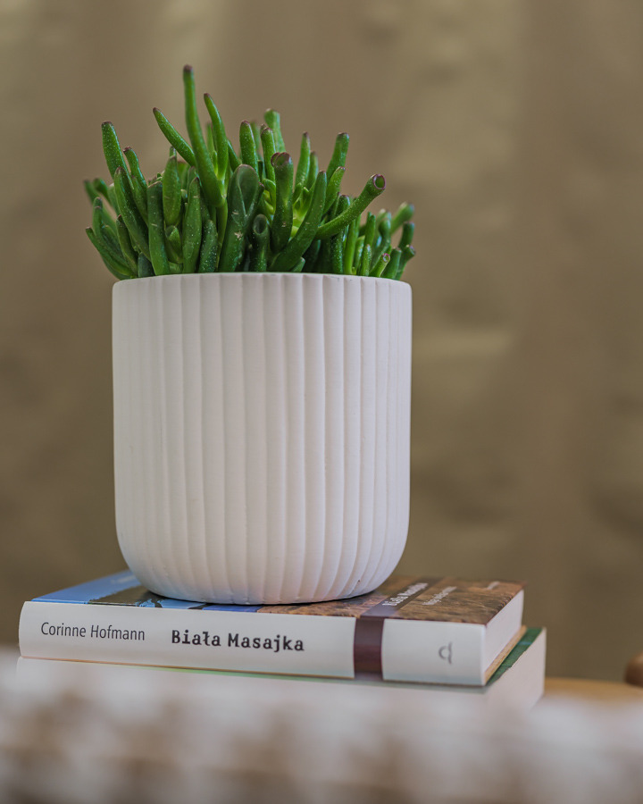 Sukulent w białej, prążkowanej doniczce stojący na dwóch książkach, z których wierzchnia to 'Biała Masajka' Corinne Hofmann, na tle beżowej ściany.