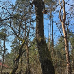 Ingwar - Arborysta w kasku, zabezpieczony liną, siedzi na pniu ściętego drzewa z piłą łańcuchową w ręku, na tle lasu i błękitnego nieba.