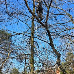 Ingwar - Arborysta w szarym ubraniu roboczym, z uprzężą i kaskiem, wspina się na drzewo bez liści na tle błękitnego nieba, w tle widoczny dom z czerwonym dachem i drabina oparta o drzewo.