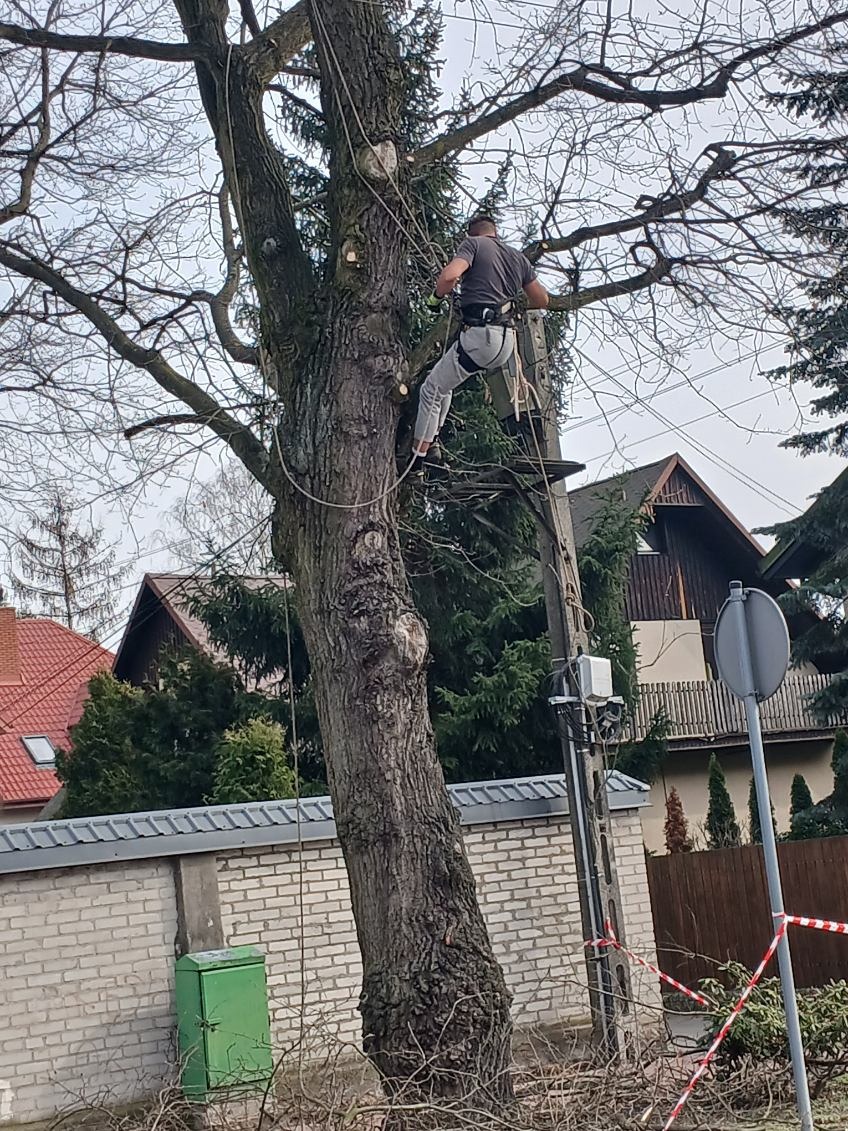 Arborysta zabezpieczony linami, w trakcie pracy na drzewie, widoczne obcięte gałęzie u podstawy pnia, w tle domy i słup energetyczny.