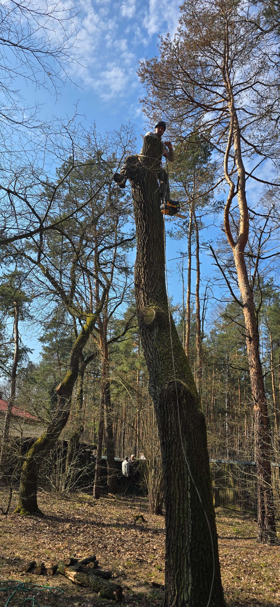 Arborysta w kasku, zabezpieczony liną, siedzi na pniu ściętego drzewa, z piłą spalinową zawieszoną obok, na tle lasu i błękitnego nieba z chmurami.