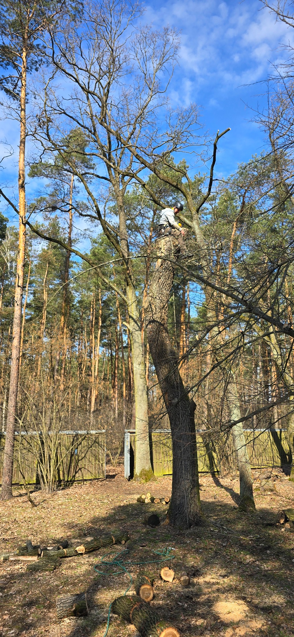 Arborysta w kasku i uprzęży, siedzący na pniu drzewa podczas jego obcinania, z widocznymi ściętymi gałęziami na ziemi i budynkami gospodarczymi w tle.