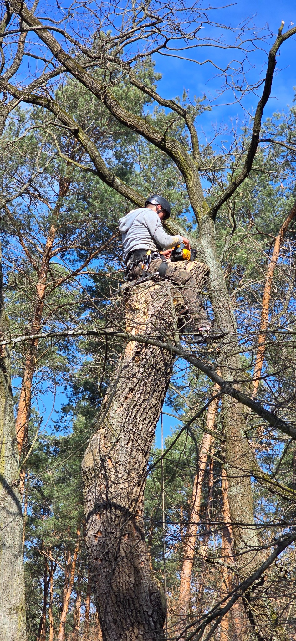 Arborysta w kasku i uprzęży, siedzący na ściętym pniu drzewa, trzymający piłę łańcuchową, na tle błękitnego nieba i koron drzew.