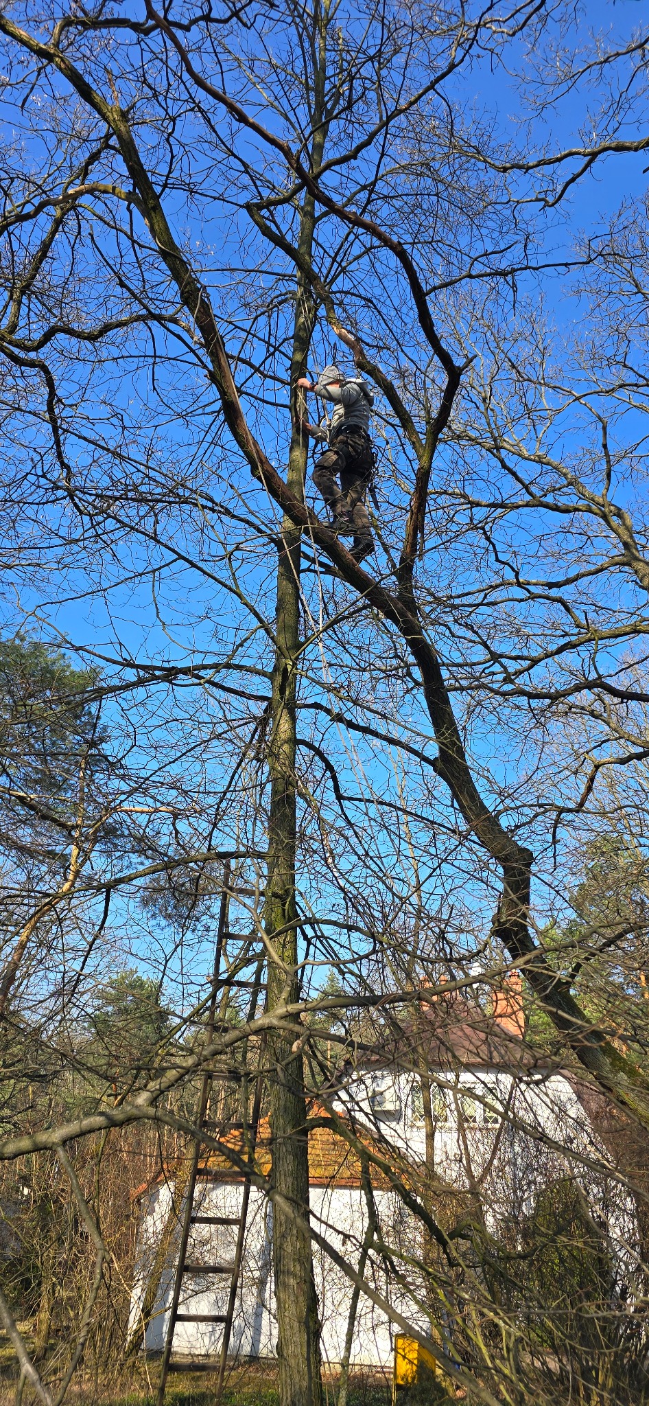 Arborysta w szarym ubraniu roboczym, z uprzężą i kaskiem, wspina się na drzewo bez liści na tle błękitnego nieba, w tle widoczny dom z czerwonym dachem i drabina oparta o drzewo.