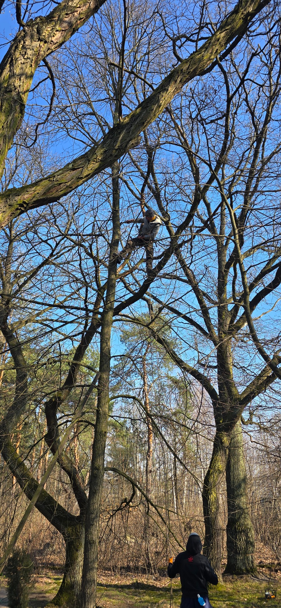 Arborysta w kasku i okularach, zabezpieczony liną, w trakcie przycinania gałęzi drzewa na tle błękitnego nieba, widoczne nagie gałęzie i drugi pracownik na dole.