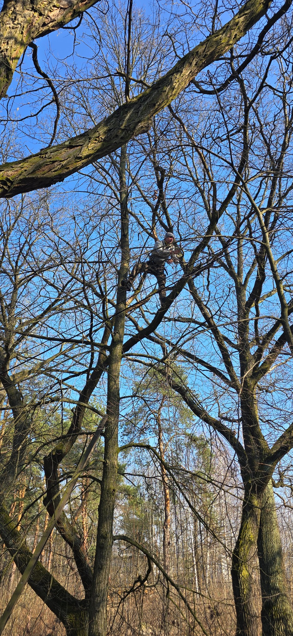 Pracownik na drzewie, zabezpieczony linami, podczas prac pielęgnacyjnych, widok z dołu na tle błękitnego nieba.