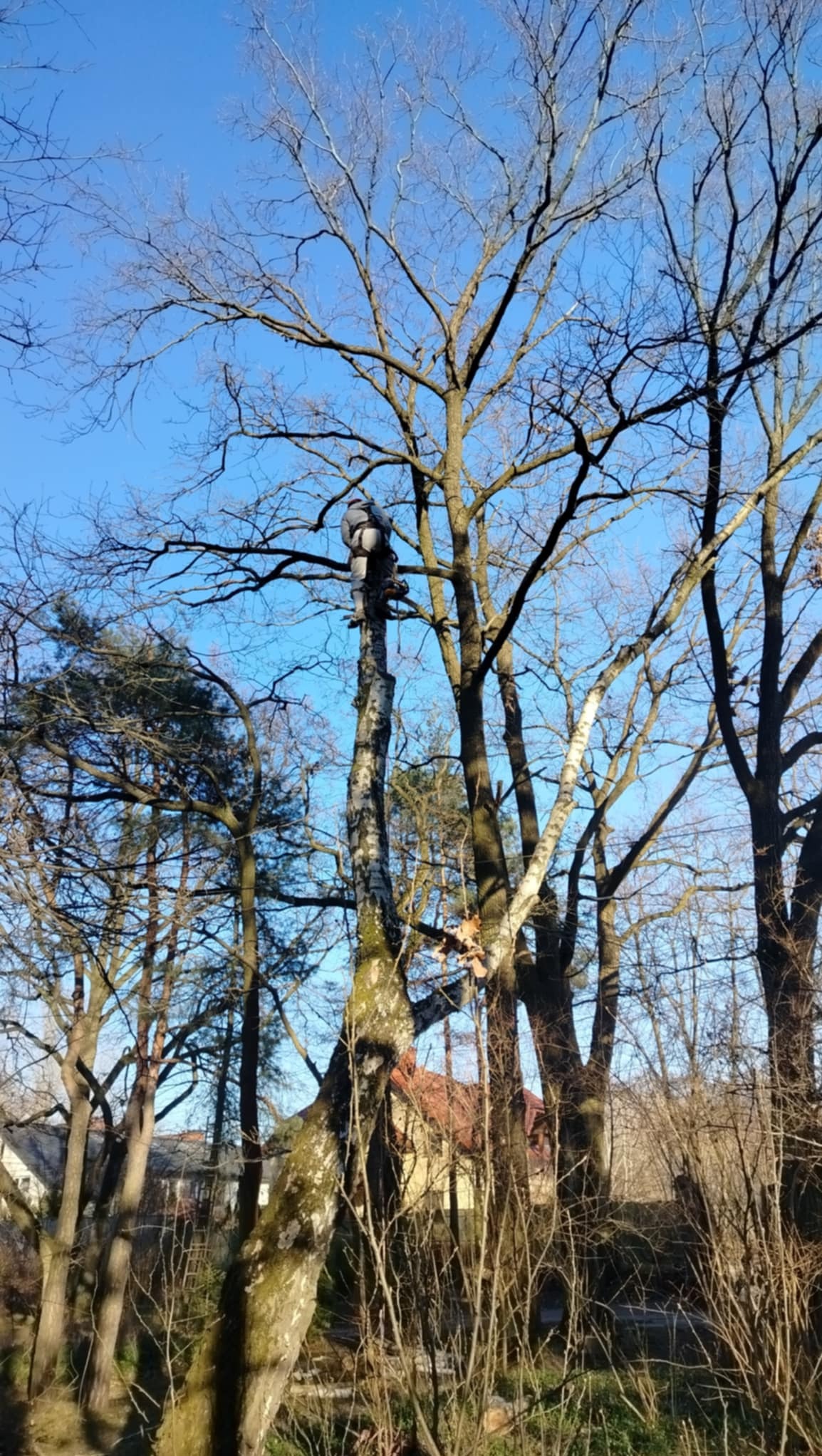 Pracownik w szarym kombinezonie, zabezpieczony linami, w trakcie wspinaczki na obciętą brzozę na tle błękitnego nieba i innych drzew bez liści; widoczny fragment dachu domu w oddali.