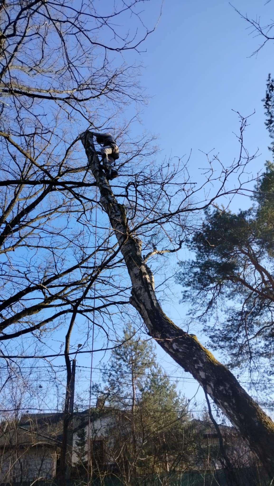 Arborysta w uprzęży, wspinający się po pniu drzewa bez liści na tle błękitnego nieba, widok z dołu.