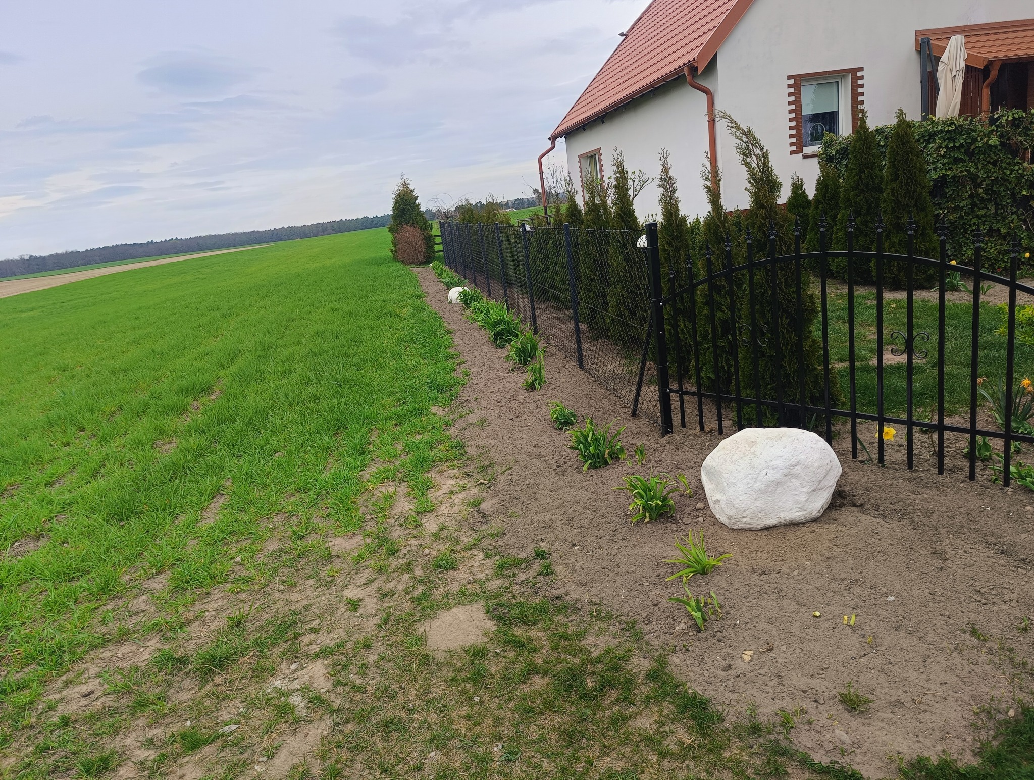 Metalowe ogrodzenie panelowe z siatką, obsadzone tujami i kwiatami, oddzielające posesję od pola. Na pierwszym planie biały kamień dekoracyjny.